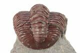 Red Proetid Trilobite - Hamar Laghdad, Morocco #271357-3